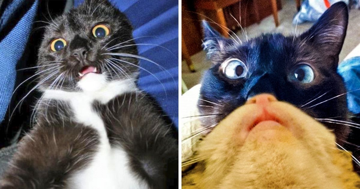 20+ Photos of Cats Who Won the Selfie Game to Celebrate the National Cat Day