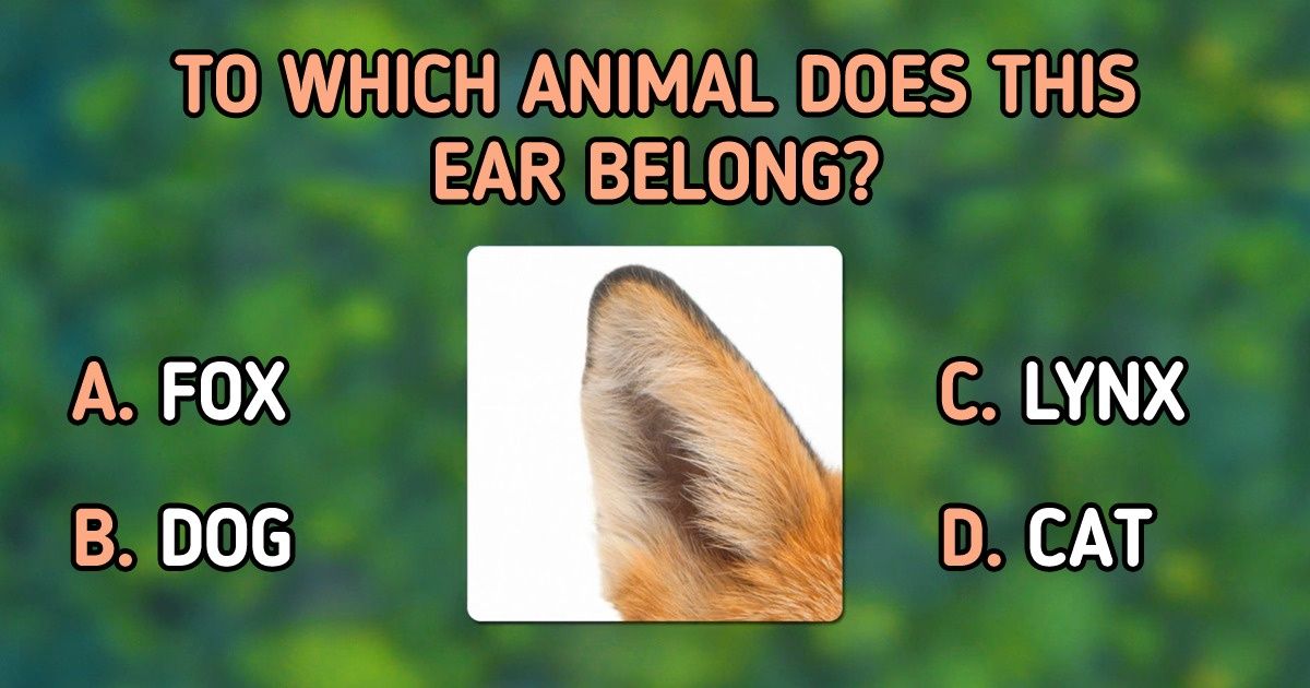 Test: Find Out If You Can Guess All the Animals Hidden in These Images Test: Find Out If You Can Guess All the Animals Hidden in These Images