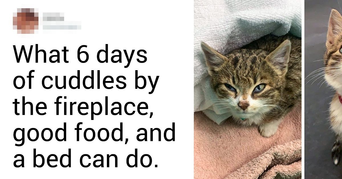24 Animals That Were Fading Away Alone but Totally Got Transformed by Their New Owners’ Love