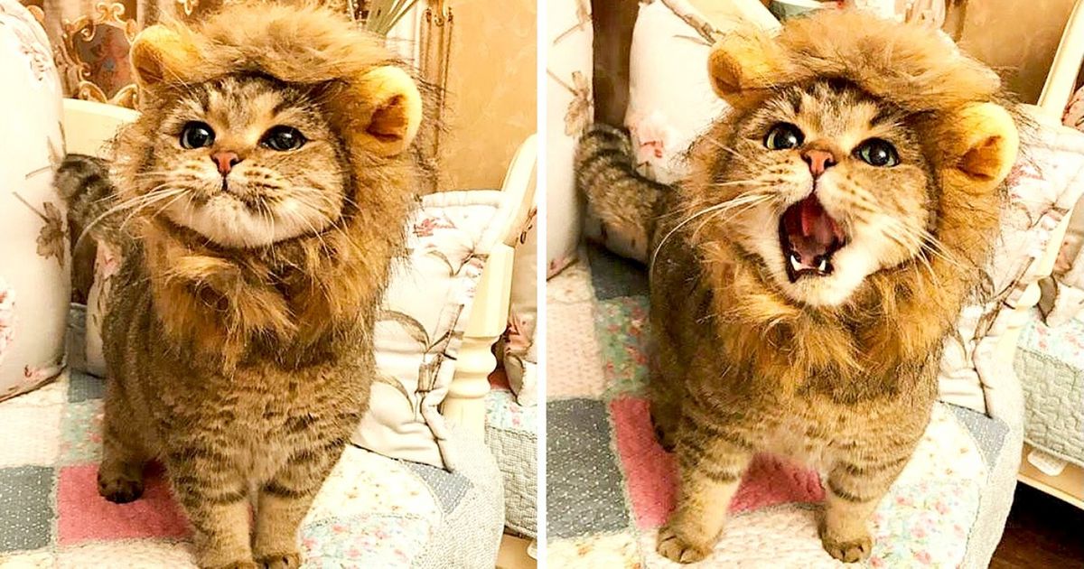 24 Artistic Animals Whose Reaction to This World Is Priceless
