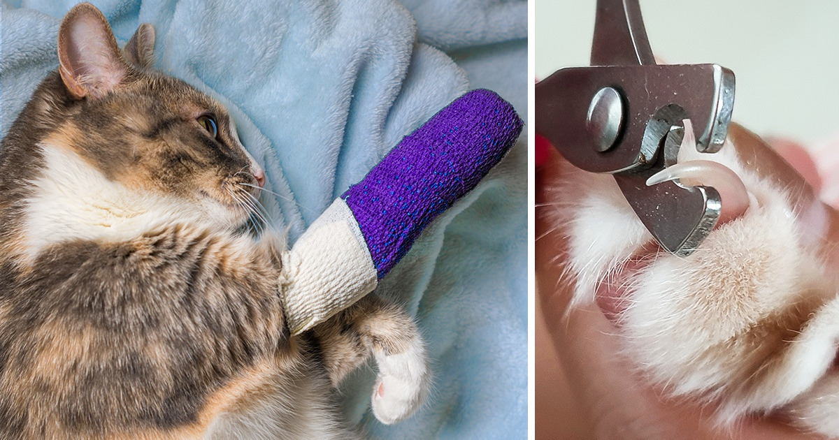 6 Reasons Why Declawing Your Cat Is a Selfish and Brutal Idea
