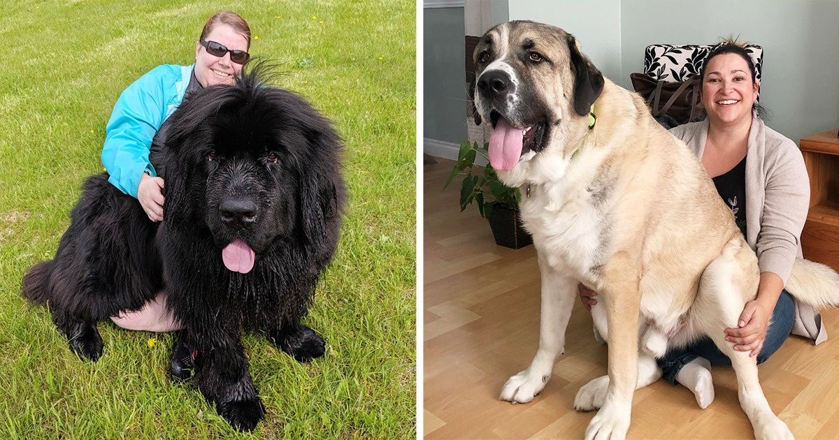 20 Sweet Boys Who Refuse to Be Anything but Lap Dogs