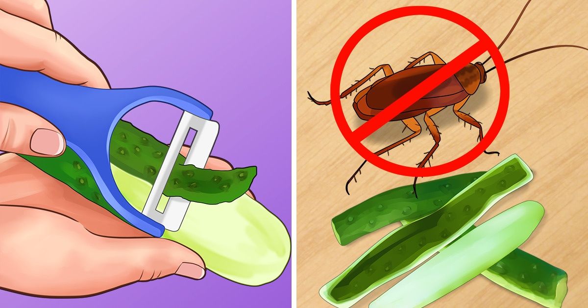 6 Tips to Help You Keep Your House Free of Insects Without Dangerous Chemicals 6 Tips to Help You Keep Your House Free of Insects Without Dangerous Chemicals