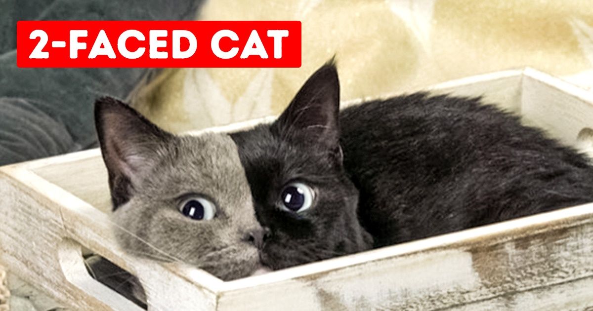 16 Unusual Photos the World Didn’t Expect to See