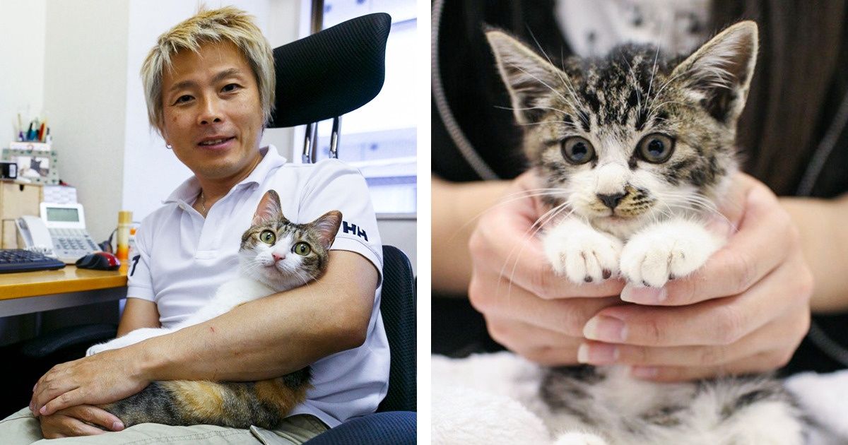 A Japanese Company Adopts Rescue Cats to Reduce Work Stress, and It’s a Dream Come True A Japanese Company Adopts Rescue Cats to Reduce Work Stress, and It’s a Dream Come True