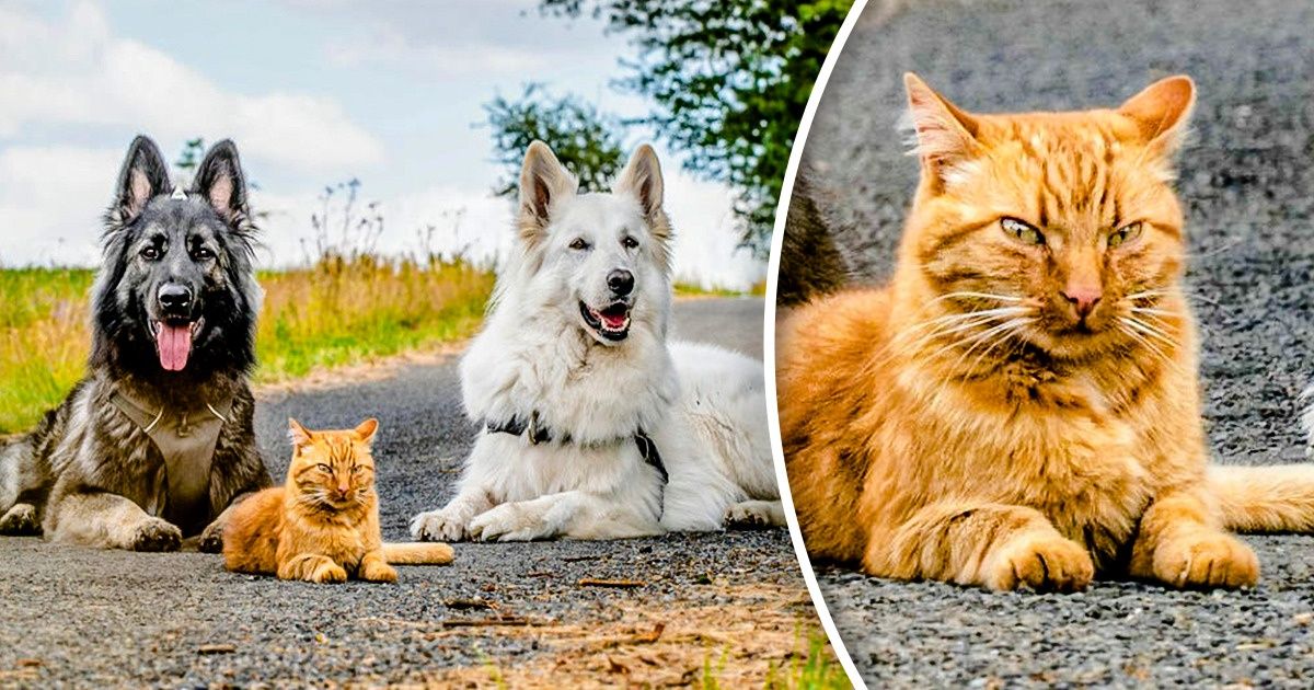 A Rescued Kitten Was Raised by 2 Dogs Thinking He’s a Dog Too, and It’s Sweeter Than Honey A Rescued Kitten Was Raised by 2 Dogs Thinking He’s a Dog Too, and It’s Sweeter Than Honey