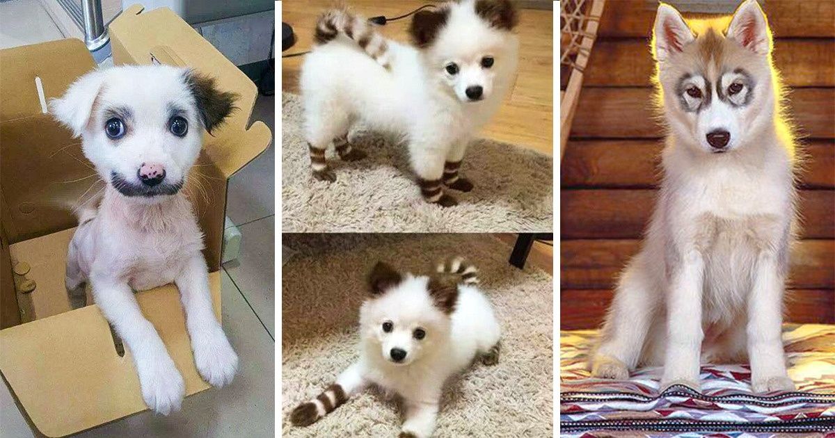 25 Animals With Amazing Colors We Didn’t Expect to See