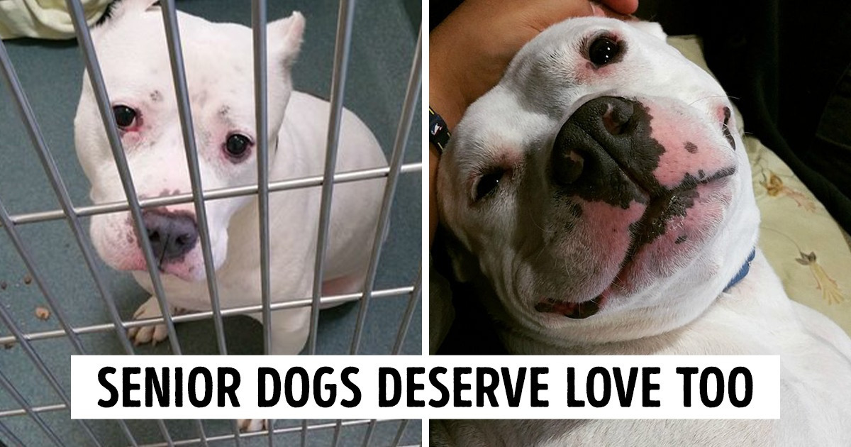 Good News: 2 US States Have Banned Kill Shelters to Protect Animals