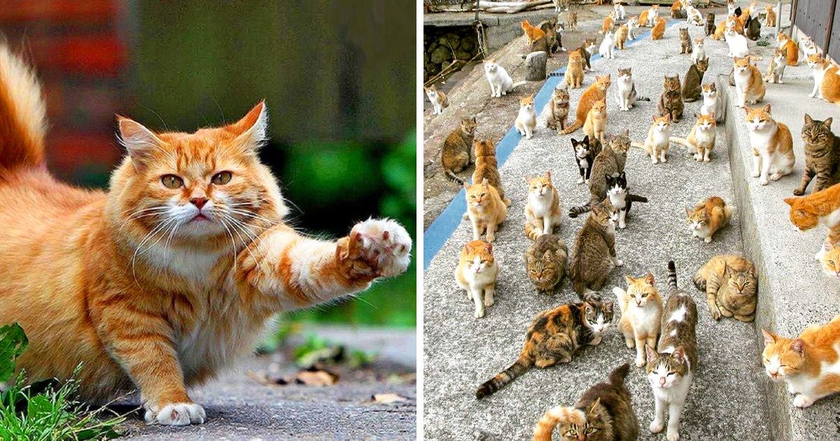 Dream Job Detected: Get Paid for Chilling Out With 55 Cats on a Greek Island