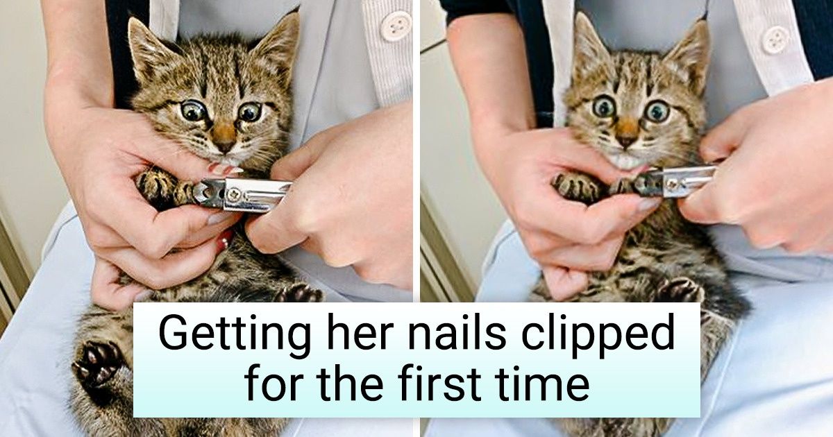 20 Pets That Ran Into Trouble and Begged Us for Mercy