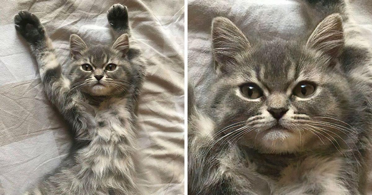 18 Sassy Pets Who Didn’t Want an Ordinary Pic and Posed for a Magazine Cover 18 Sassy Pets Who Didn’t Want an Ordinary Pic and Posed for a Magazine Cover