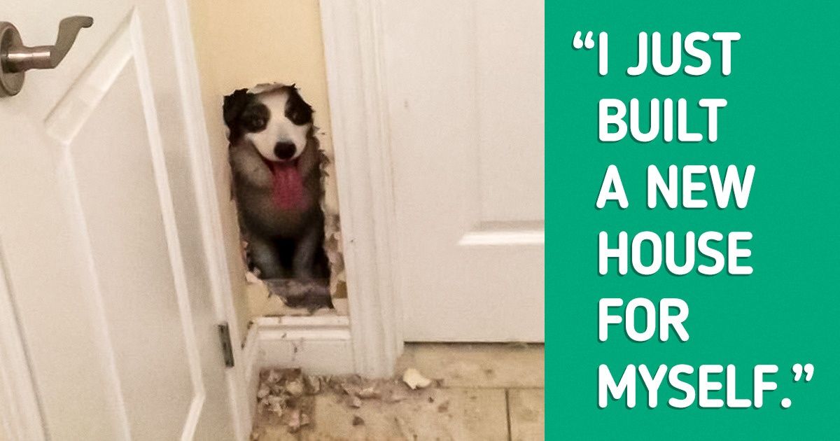 14 Photos That Are Literally Screaming for Help