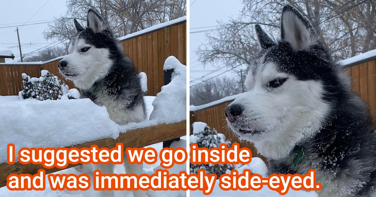 15 Pictures of Animals That Are Impossible to Look at Without Smiling