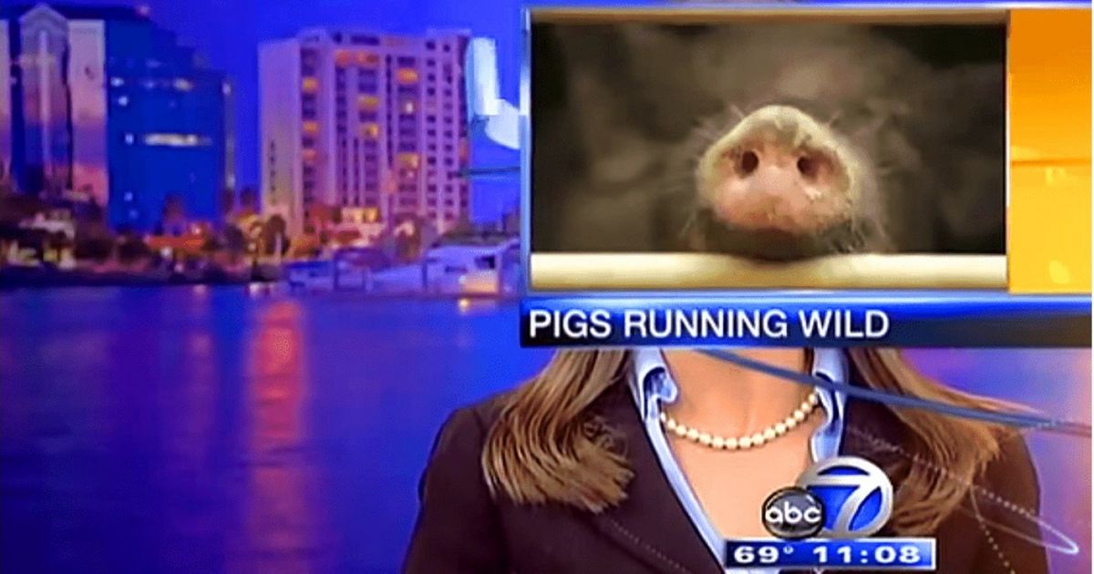 20 Hilarious Fails on Live TV That Stole the Show