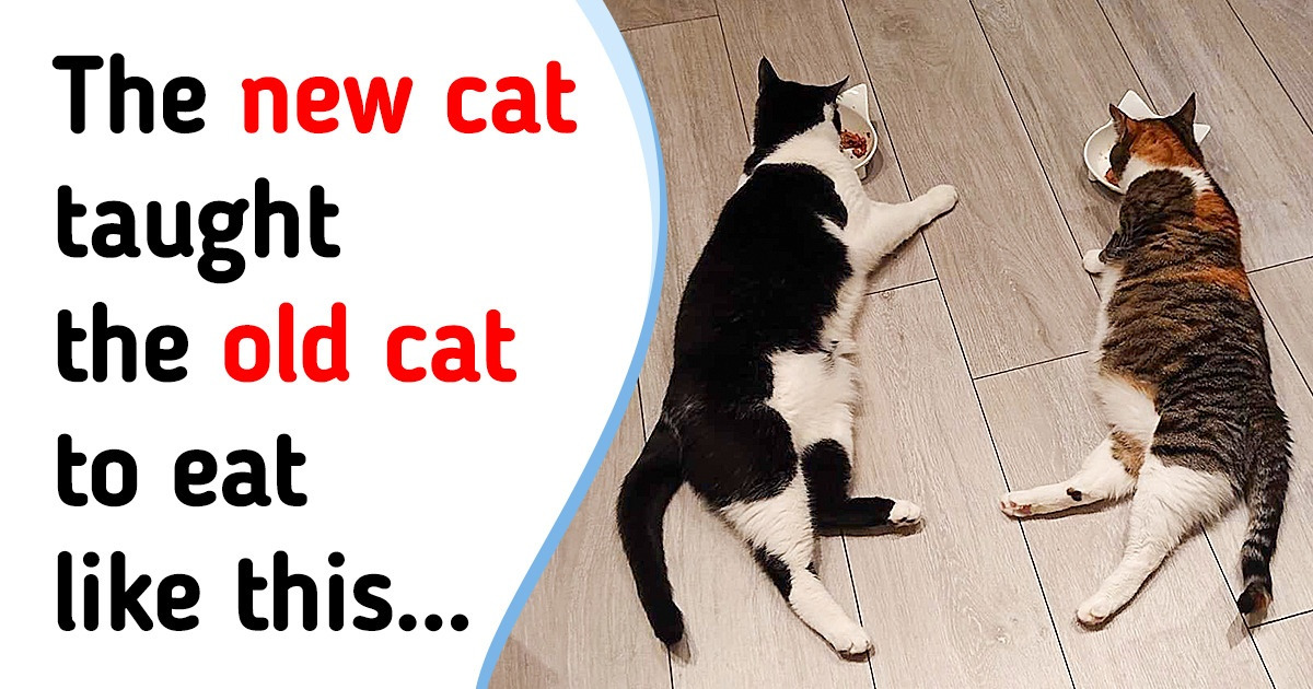 18 Photos That Prove the More Cats You Have, the Funnier Your Life Is