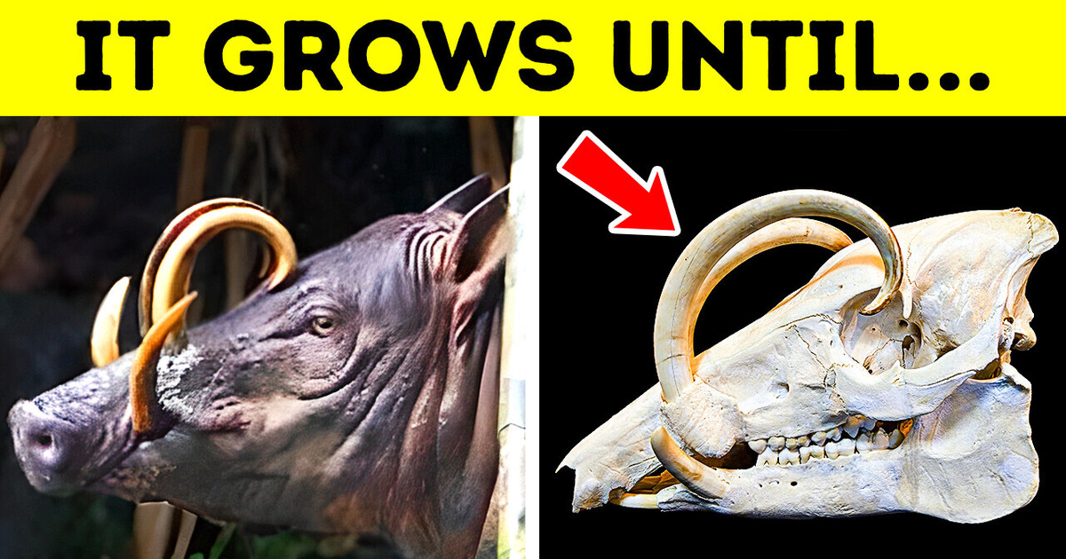 The Most Hazardous Body Parts in the Animal Kingdom