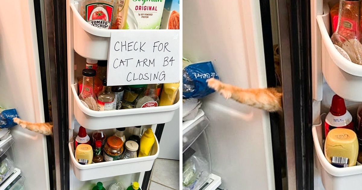 20 Pets Who Know How to Cheer Up Their Owners 20 Pets Who Know How to Cheer Up Their Owners