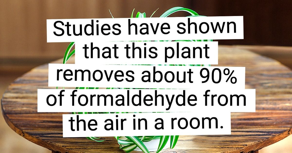 20 House Plants That Will Both Decorate Your Home and Bring On All the Good Vibes 20 House Plants That Will Both Decorate Your Home and Bring On All the Good Vibes
