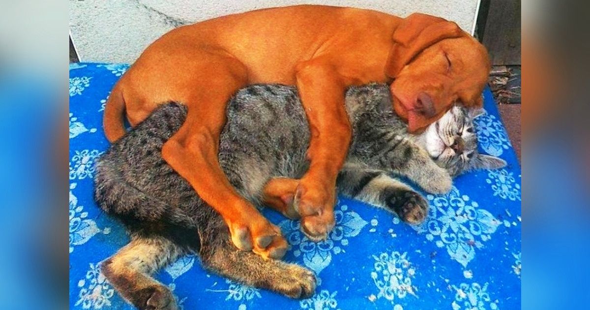 25 Open-Hearted Animals Who Show Us What It's Like to Be Best Friends  Forever