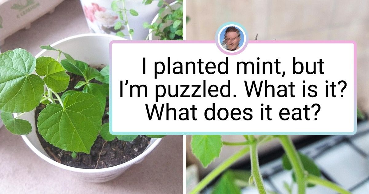 20+ Men Grow Plants That Could Put the Most Experienced Gardeners to ...