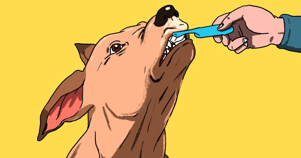 8 Things a Good Master Won’t Do to Their Dog 8 Things a Good Master Won’t Do to Their Dog
