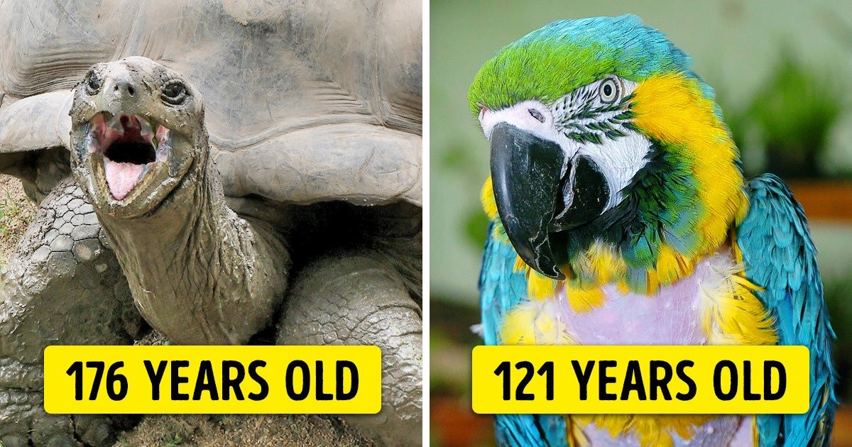 10+ Animals That Exceeded Their Life Expectancy and Lived Many Long, Happy Years 10+ Animals That Exceeded Their Life Expectancy and Lived Many Long, Happy Years