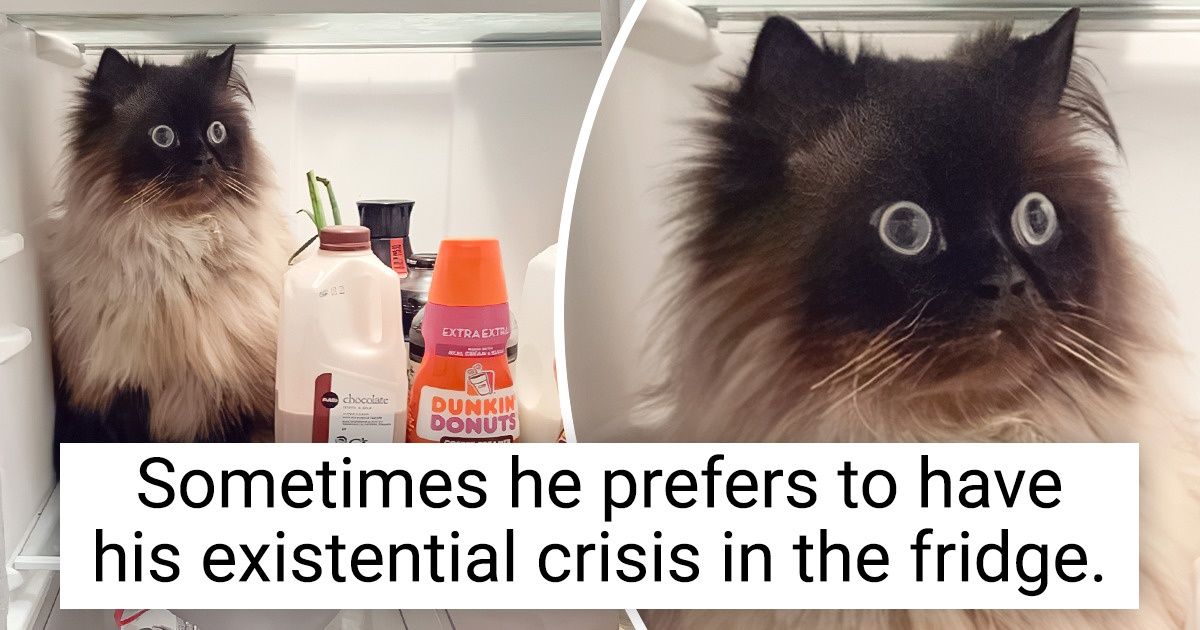 20 Animals That Need an Instruction Manual to Be Understood 20 Animals That Need an Instruction Manual to Be Understood