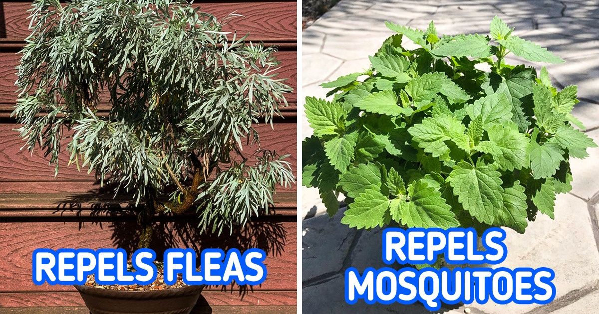 15 Plants That Can Naturally Send Mosquitoes and Bugs Away 15 Plants That Can Naturally Send Mosquitoes and Bugs Away