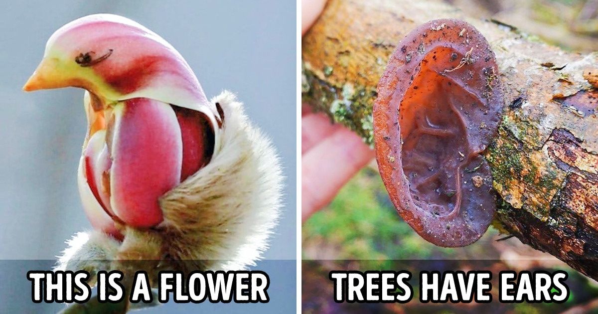 20 Times Nature Tried to Confuse Us and Indeed Succeeded