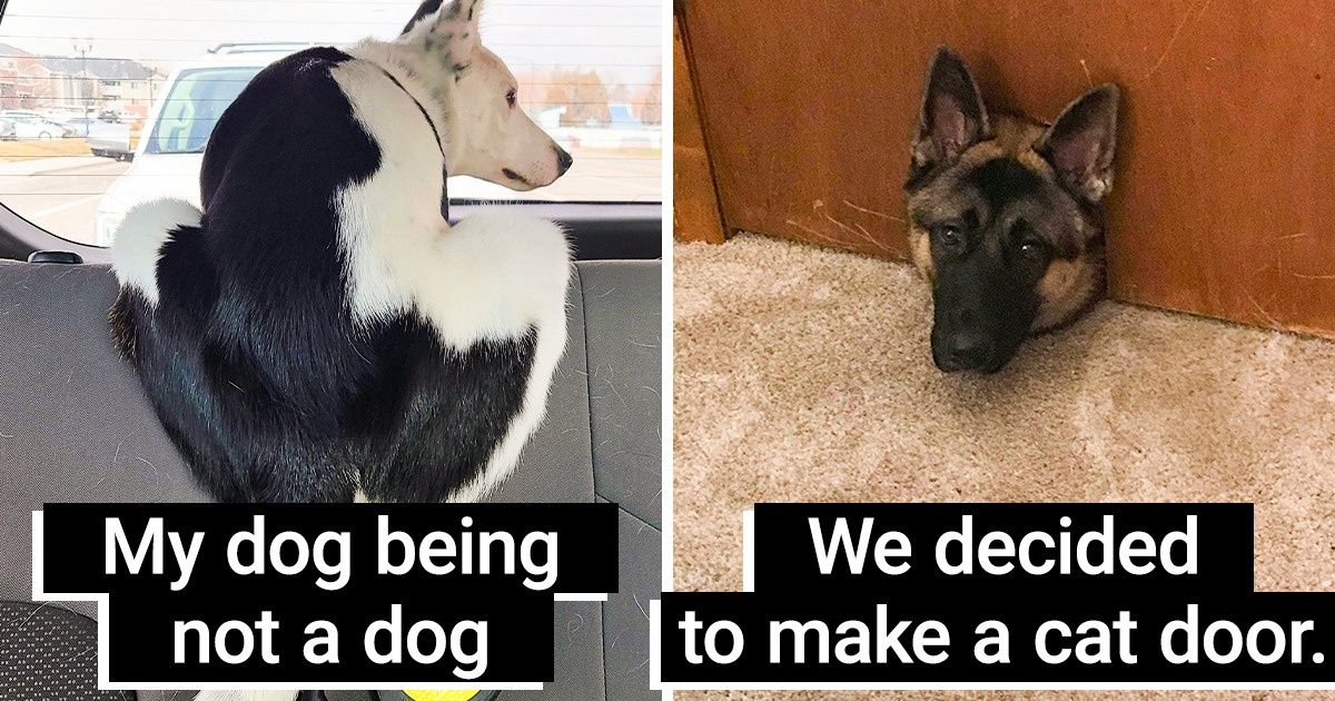 20 Pics That Can Grab Your Heart With Their Backstories 20 Pics That Can Grab Your Heart With Their Backstories