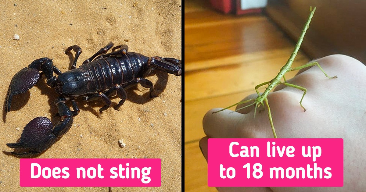 10 Daring but Docile Pets That Are a Treat to Keep Around