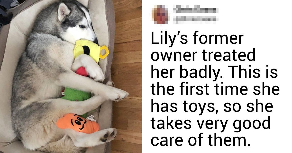 20+ Animals Who Expected Nothing Good, but Life Surprised Them