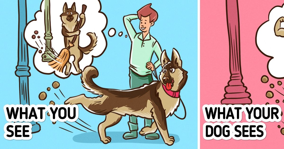12 Seemingly Weird Things Your Dog Does That Actually Have a Good Explanation 12 Seemingly Weird Things Your Dog Does That Actually Have a Good Explanation