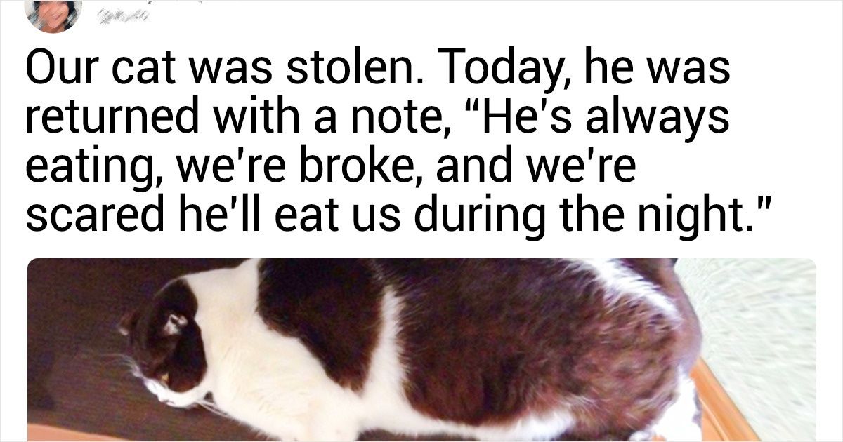 14 Pets Who Are So Moody, Only Their Owners Can Handle Them 14 Pets Who Are So Moody, Only Their Owners Can Handle Them