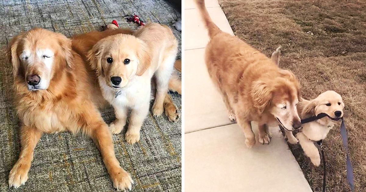 An Old Blind Dog Gets a Young “Seeing-Eye” Friend to Help Him Get Around, and This Friendship Is Impressive An Old Blind Dog Gets a Young “Seeing-Eye” Friend to Help Him Get Around, and This Friendship Is Impressive
