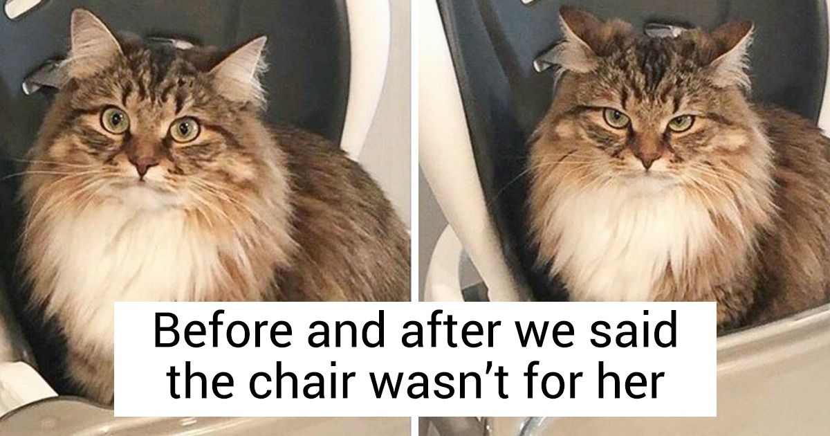 20+ Photos Proving That Our Pets Are Adorable Hooligans 20+ Photos Proving That Our Pets Are Adorable Hooligans
