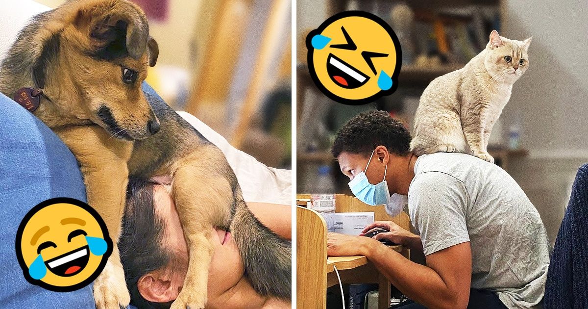 19 Animals That Think Any Place Is Perfect to Take a Little Break