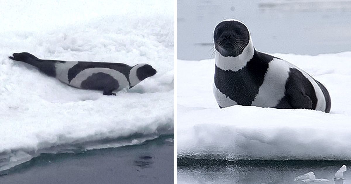 16 Black and White Animals That Look So Stunning, We Gasped in Awe