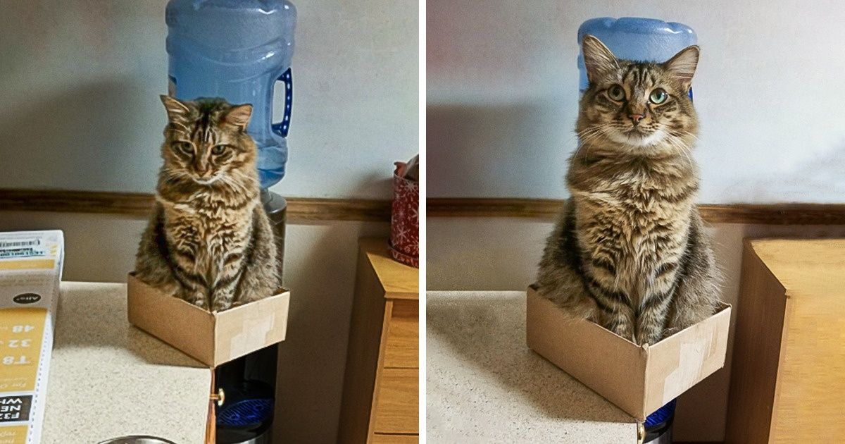 What Life Is Like When There’s a Cat in the House (20+ Pics) / Bright Side