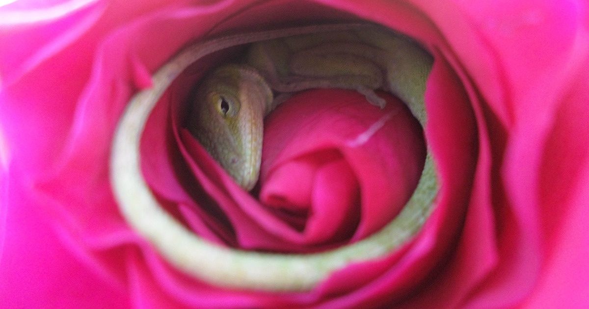 A Lizard Falls Asleep Inside a Rose: These Shots Will Make Your Day Bloom With Tenderness A Lizard Falls Asleep Inside a Rose: These Shots Will Make Your Day Bloom With Tenderness