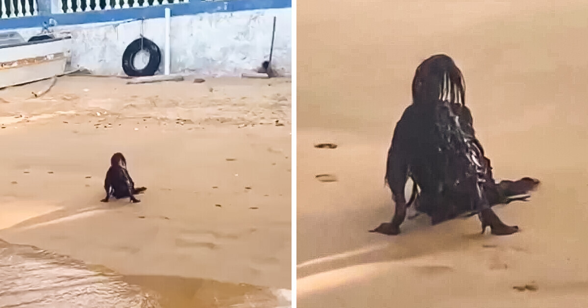 A Man Captures a Terrifying Creature While Sunbathing on the Beach A Man Captures a Terrifying Creature While Sunbathing on the Beach