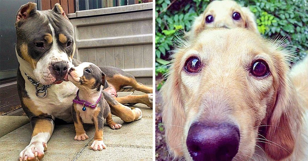 19 Animals Whose Tenderness Melted Our Hearts