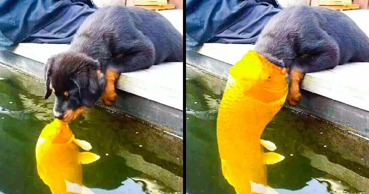 18 People Whose Photoshop Skills Made Us Cry