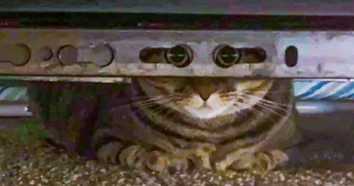 20 Fluffy Faces That Thought They Were Agent 007 20 Fluffy Faces That Thought They Were Agent 007
