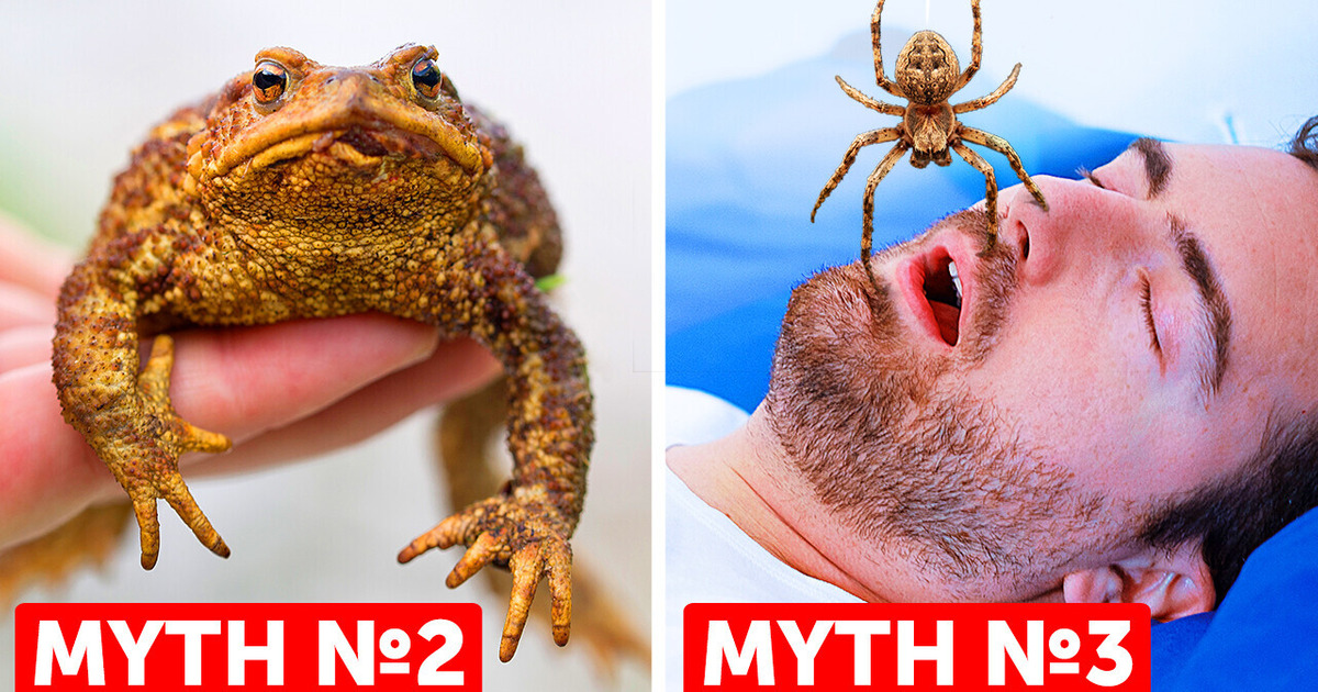 27 Myths We All Grew Up Believing But Are False 27 Myths We All Grew Up Believing But Are False
