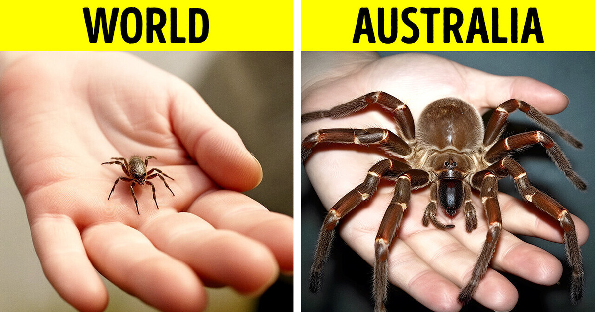 Why Are Insects in Australia So Big? Why Are Insects in Australia So Big?