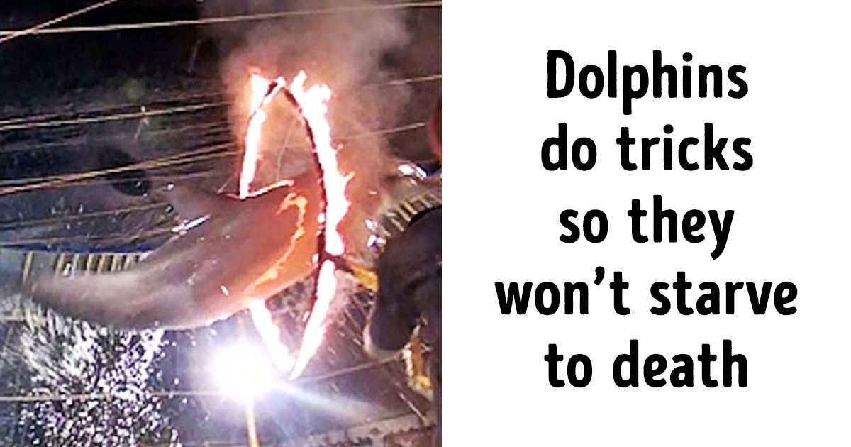 8 False Facts That Make Us Believe Dolphin Shows Are a Lot of Fun 8 False Facts That Make Us Believe Dolphin Shows Are a Lot of Fun
