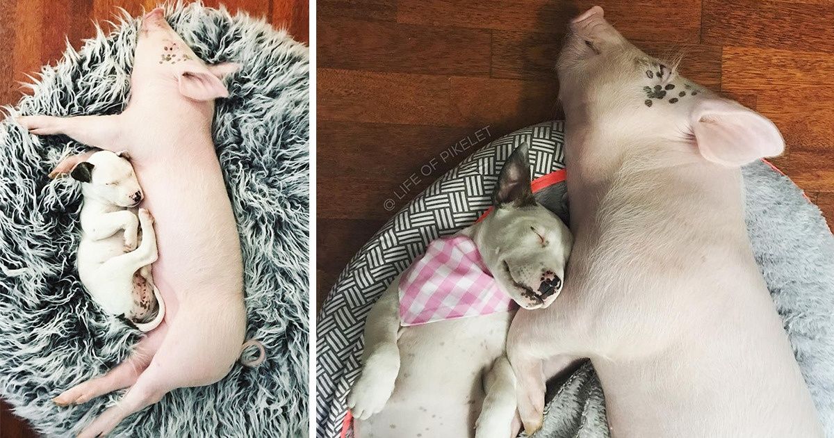 15 Sweet Before and After Pics of Animals Who’ve Grown Up Together