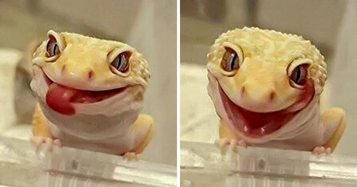 Why We Should Never Chase Away House Geckos and Lizards Why We Should Never Chase Away House Geckos and Lizards