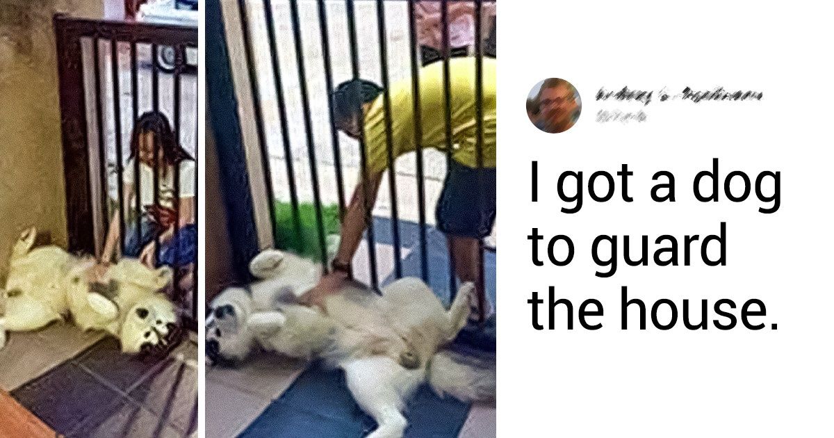 15 Dogs Who Tried to Be Good Boys All Year Round but It Didn’t Always Work 15 Dogs Who Tried to Be Good Boys All Year Round but It Didn’t Always Work